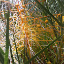 Canary Island date palm