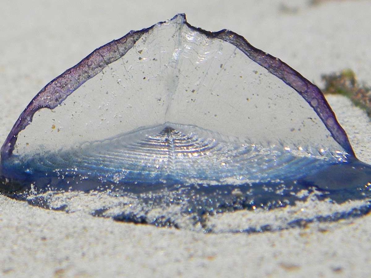 Velella - Sail-by-the-wind
