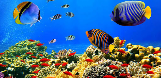Koi Fish Live Wallpaper -  apk apps