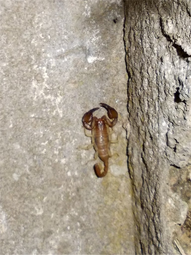 Sicanus scorpion