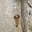 Sicanus scorpion