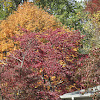 Dogwood (fall colors)