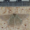 Ivory Moth