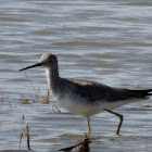 Greater Yellowlegs