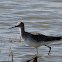 Greater Yellowlegs