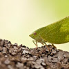 Fatid planthopper