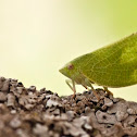 Fatid planthopper