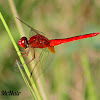 Scarlet Skimmer Dragonfly