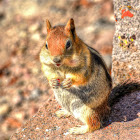 Golden-Mantled Ground Squirrel