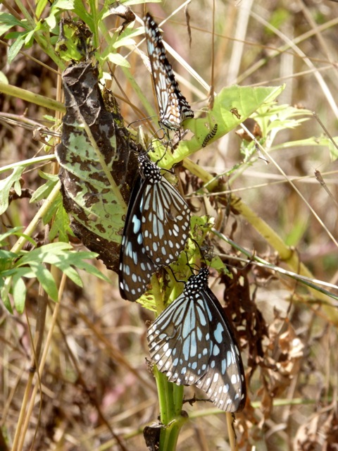 Blue Tiger Butterflies