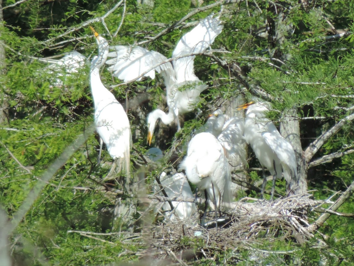 Great Egrets
