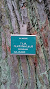 Tilia Platyphyllus
