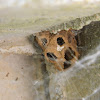 Mud dauber wasp's nest
