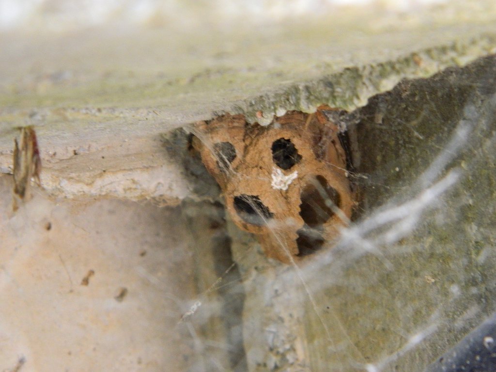 Mud dauber wasp's nest