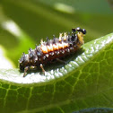 Multicolored Asian Lady Beetle Larva