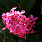 Ixora