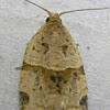 Garden Tortrix Moth