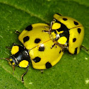 Mating ladybirds