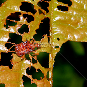 by रोहित वसावे - Animals Insects & Spiders
