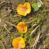 Orange peel fungus