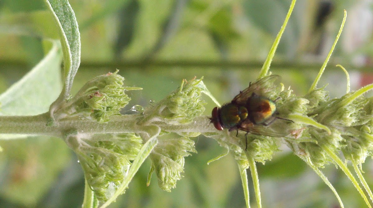 common green bottle fly