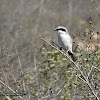 Loggerhead Shrike