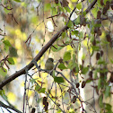 Bushtit