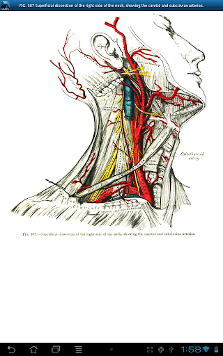 免費下載醫療APP|Gray's Anatomy 2011 app開箱文|APP開箱王