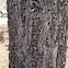 Tree with wood pecker holes