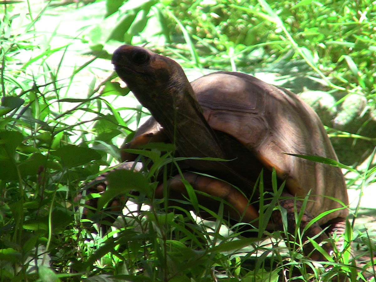 Yellow-footed Tortoise