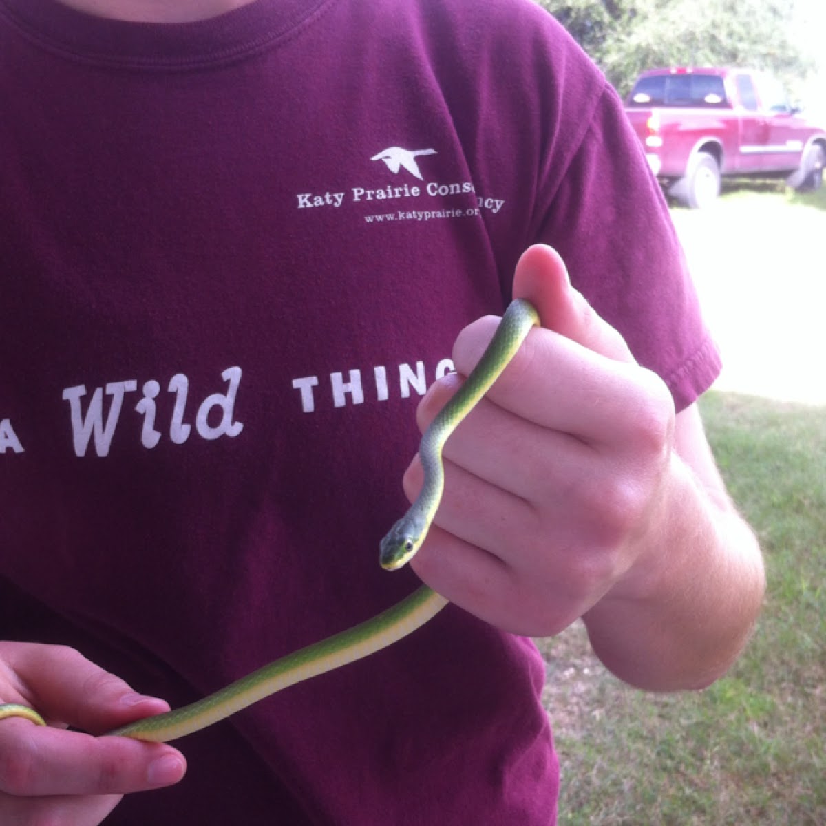 Rough green snake Project Noah