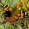 Painted Lady