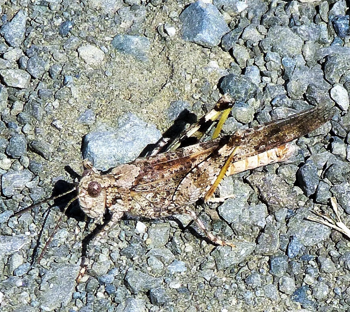Pallid Winged Grasshopper