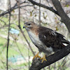 red-tailed hawk