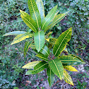 croton