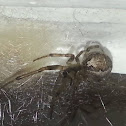 Silver Sided Sector Spider(guarding Egg sac)