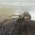 Silver Sided Sector Spider(guarding Egg sac)