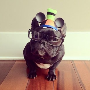 Cute Puppy Pictures Screenshots 12