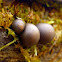 Wolf's Milk Slime Mould