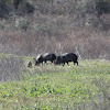 Javelina