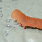 Capusa senilis larva