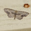 Single-dotted Wave ( moth)