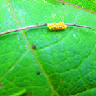 Lady Bug Eggs