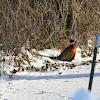 Ring - necked Pheasant - Rooster