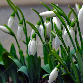 Visibabe by Marija Mitrović - Flowers Flower Gardens