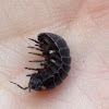 Pill Bug (with Parasite)