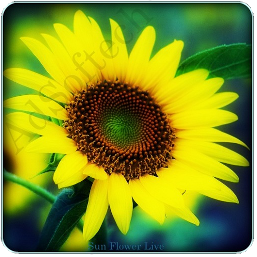 Sunflower live wallpaper 個人化 App LOGO-APP開箱王