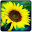 Sunflower live wallpaper Download on Windows