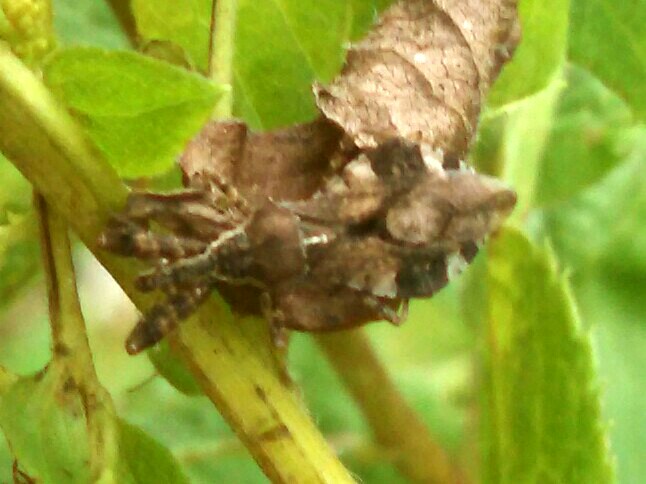 Assassin Bug