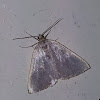 Polilla, Moth